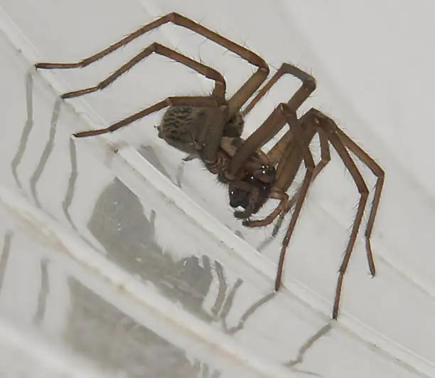 Common British House-spider