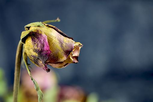 After flowering, the rose flower dried up and creates a picture of a still life here