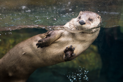 Sea otter posing in the water in Alaska, Prince Edward Island, Canada