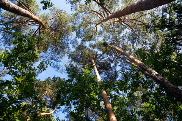 istock Look up in a dense pine forest and sky 1657141641