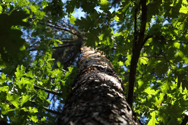 The trunk of a pine is visible, the upper branches of which are not visible because their view is obscured by the lush leaves of the oaks growing below. Forest growing near Wilga village, Poland