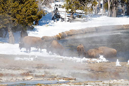 Buffalo (or bison) wading across warm water river is geyser basin of the Yellowstone Ecosystem in western USA of North America. Nearest cities are Gardiner, West Yellowstone, Livingston, Bozeman and Billings, Montana, Jackson and Cody, Wyoming, Salt Lake City, Utah, and Denver, Colorado.