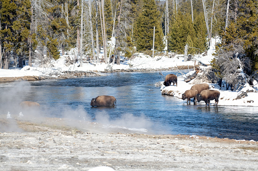 The American bison or simply bison (Bison bison), also commonly known as the American buffalo or simply buffalo, Yellowstone National Park. The herd of Bison near the river with reflections of the bison and the mountains.