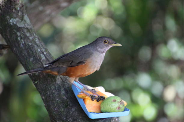 istock ave - orange thrush - Turdus rufiventris 1657158939