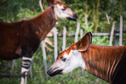 A pair of Okapi