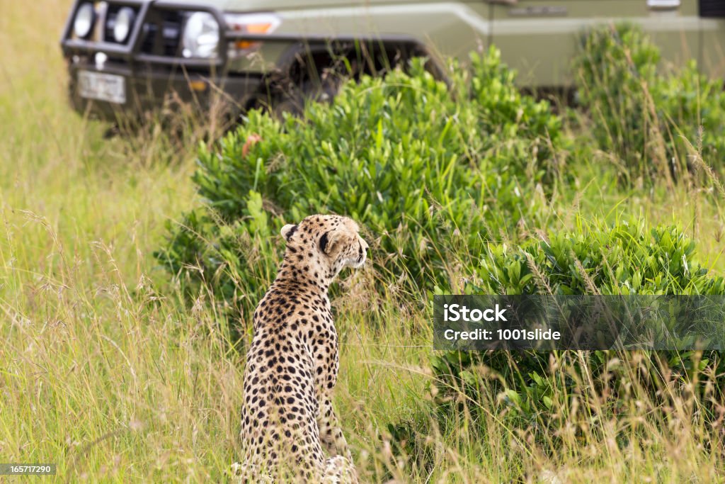 Ghepardo e Safari auto a Masai Mara - Foto stock royalty-free di Africa