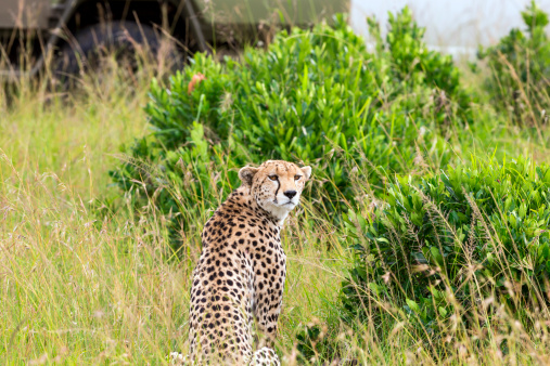 Cheetah is sitting near the safari car in the grass at Savannah at Masai Mara