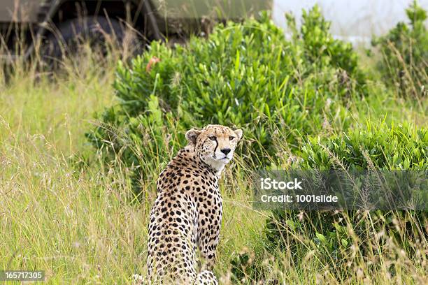 Gepard I Safari Samochód W Masai Mara - zdjęcia stockowe i więcej obrazów Afryka - Afryka, Afryka Wschodnia, Bez ludzi