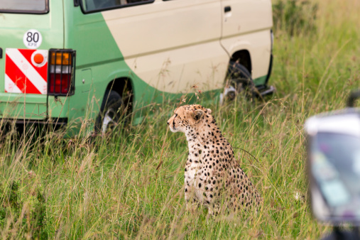 Cheetah is sitting behind the safari cars in the grass at Savannah at Masai Mara