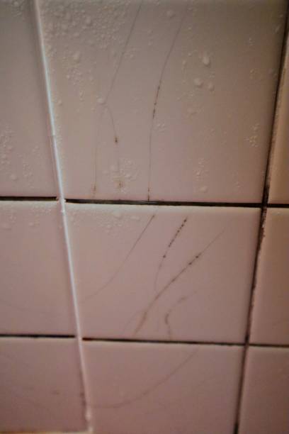 istock Unsanitary and dilapidated bathroom 1657174149