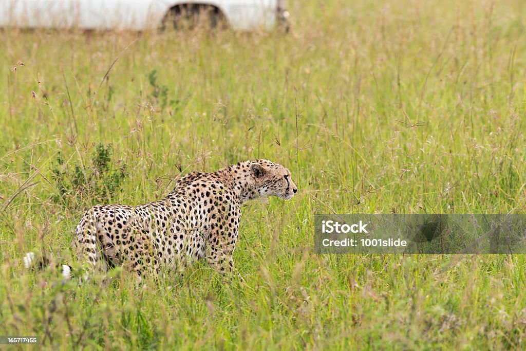 Guépard et Safari voiture de Masaï Mara - Photo de Afrique libre de droits