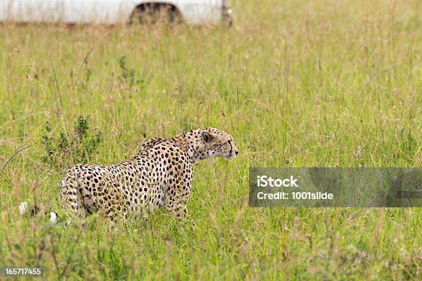 Photo libre de droit de Guépard Et Safari Voiture De Masaï Mara banque d'images et plus d'images libres de droit de Afrique - Afrique, Afrique de l'Est, Animaux de safari