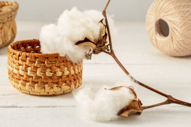 a branch of ripe cotton on a white wooden table - cotton flower textile macro imagens e fotografias de stock