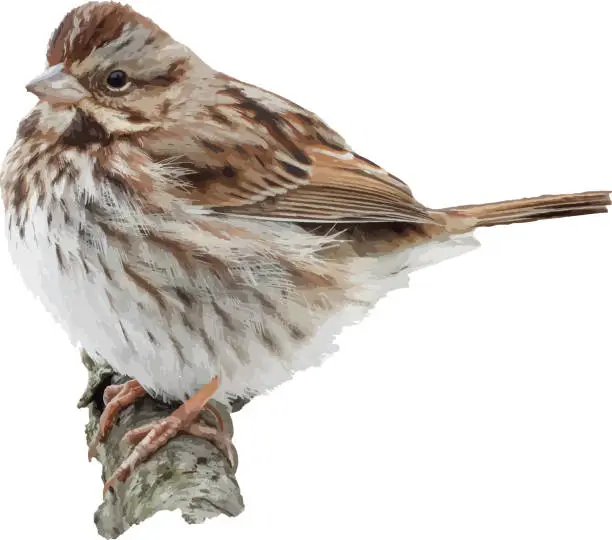 Vector illustration of Song Sparrow (Melospiza melodia) Bird Isolated