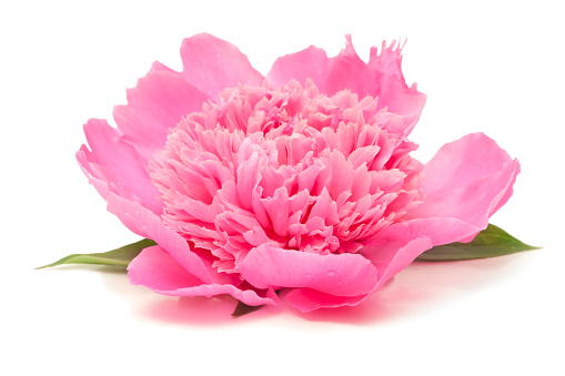 Side view of a pink peony and its leaves, with both a reflection in the shiny white surface, and a cast shadow, on a white background.