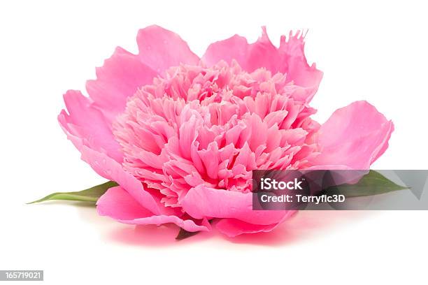 Side View Of Pink Peony Flower Isolated On White Stock Photo - Download Image Now - Peony, White Background, Flower