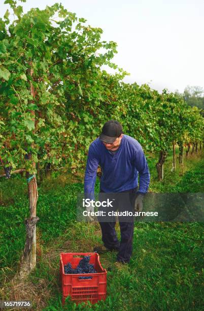 Vendemmia Immagine A Colori - Fotografie stock e altre immagini di 35-39 anni - 35-39 anni, Adulto, Adulto di mezza età