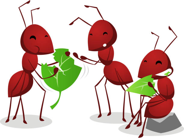 Three Ants eating green leafs Group of three cartoon ants eating green leafs together, three brown ants vector illustration.  ants teamwork stock illustrations