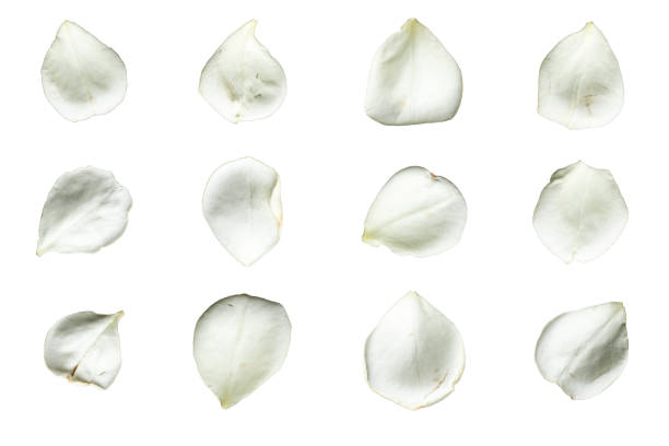 istock Set of 12 white rose petals on a white background isolated 1657201065