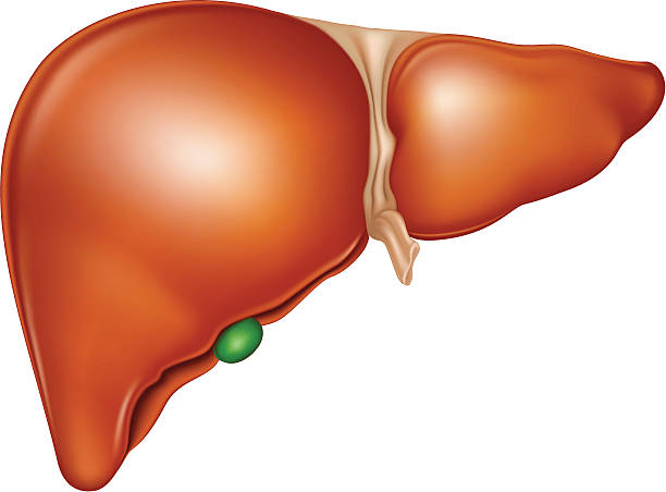 Human Liver file_thumbview_approve.php?size=1&id=12140366 human liver stock illustrations