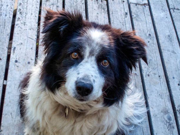 istock My dog Coolie,  Border Collies 1657206416