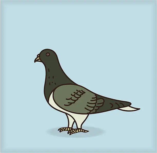 Vector illustration of Pigeon