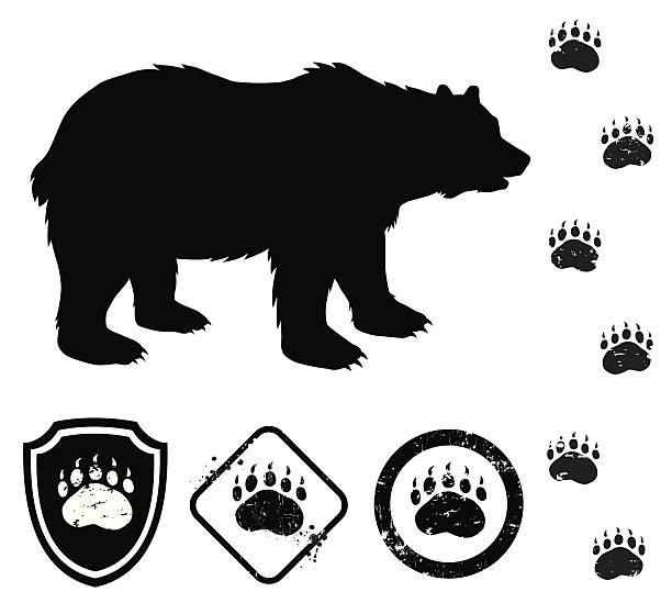 bear and signs The bear silohuette, tracks and signs illustration... bear stock illustrations