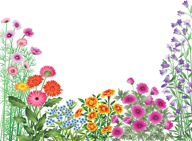 Garden Flowers Border Cosmos, Gerber Daisies, Forget-Me-Nots, Marigolds, Geraniums, and Campanula form a garden border or frame. All flower types on separate layers. campanula nobody green the natural world stock illustrations