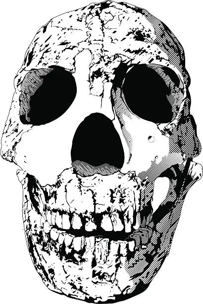 Vector illustration of Close-up of a cracked human skull