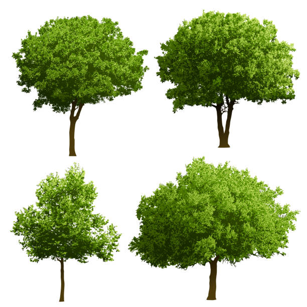 Free Stock Photo of Tree color | Download Free Images and Free ...