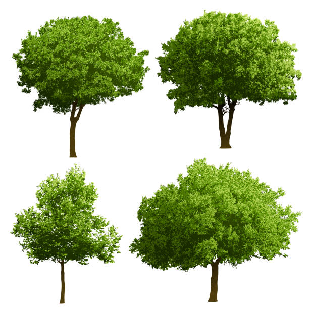 Tree Illustrations Set of four tree illustrations. All elements are separate objects, grouped and layered. Each tree is separate layer. File is made with gradient. Global color used. 300dpi jpeg included. Please take a look at other works of mine linked below. trees stock illustrations