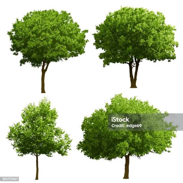 Tree Illustrations Stock Illustration - Download Image Now - Tree, Vector, Illustration