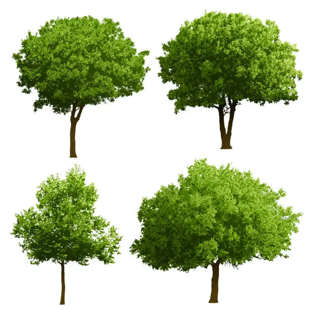 Vector illustration of Tree Illustrations