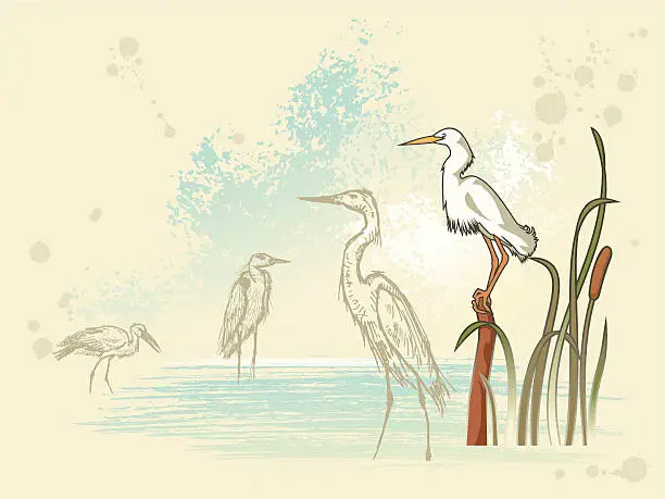 Vector illustration of birds