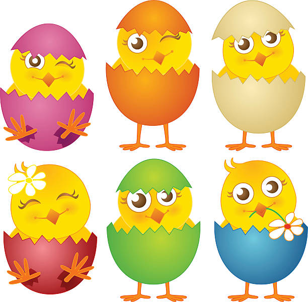 어린 조류의 부활제 chicks 벡터 일러스트레이션 설정 - animal egg chicken new cracked stock illustrations