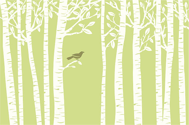 야생조류 영국농어 (녹색 - birch tree birch forest tree stock illustrations