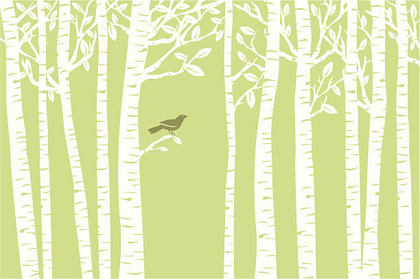 Bird Perch (Green) A bird perches among the birch trees.  perching stock illustrations