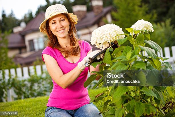 Mujer En El Jardín De Podar Hortensia Planta Foto de stock y más banco de imágenes de 30-39 años - 30-39 años, Actividades recreativas, Adulto