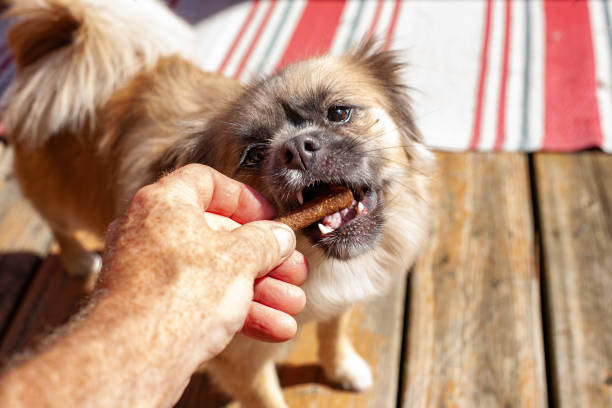 istock Small pomeranian chihuahua obedience training 1657224184
