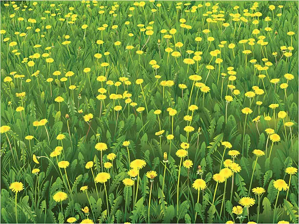 Vector illustration of Dandelion meadow