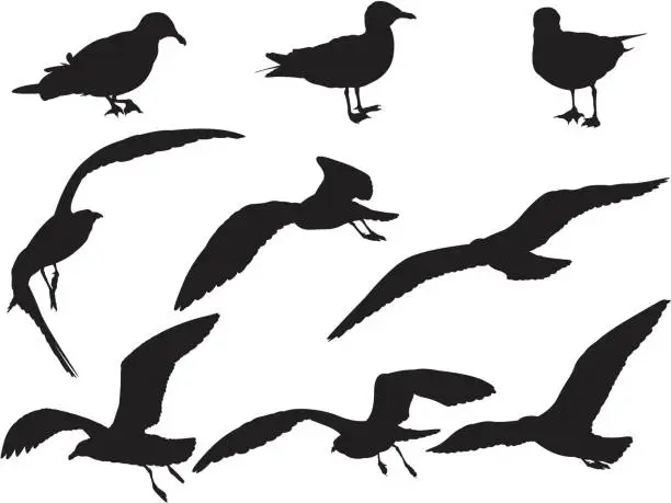 Vector illustration of Close-up of seabirds