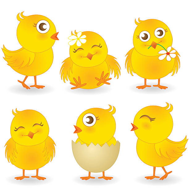 illustrazioni stock, clip art, cartoni animati e icone di tendenza di carino pasqua chicks illustrazione vettoriale di raccolta - animal egg chicken new cracked