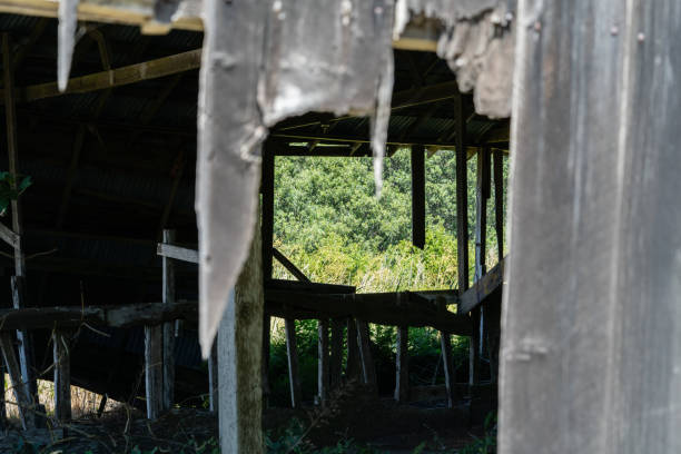 Weathered old barn with tall grasses in the background