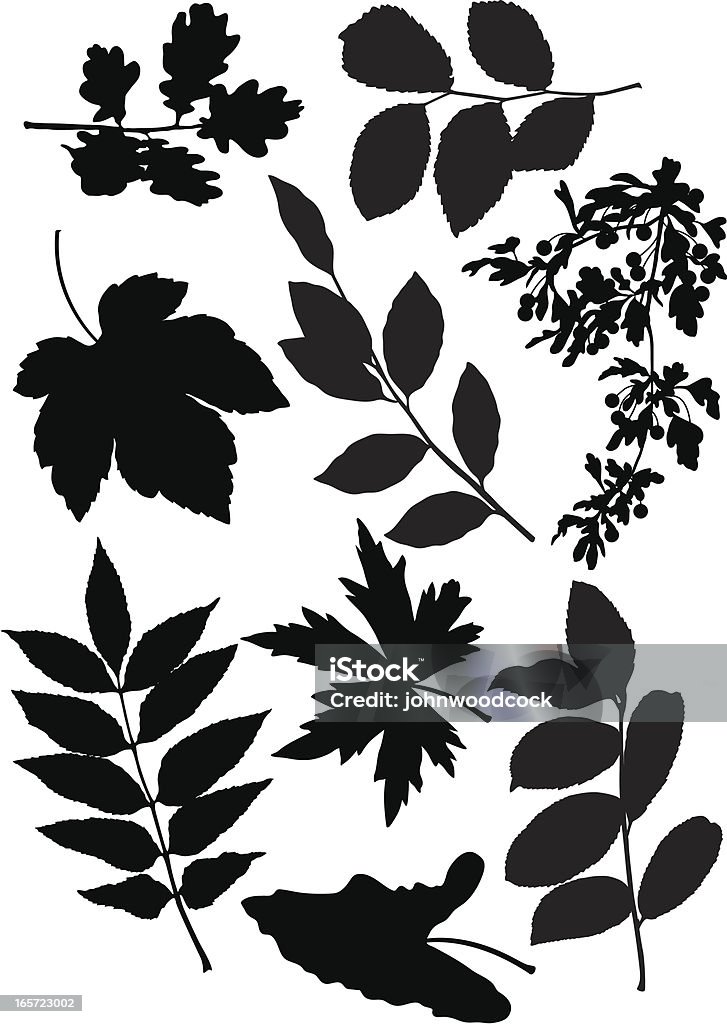 Feuilles de - clipart vectoriel de Sycomore libre de droits