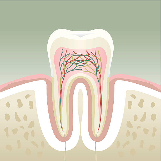 ząb część - healthy gums obrazy stock illustrations