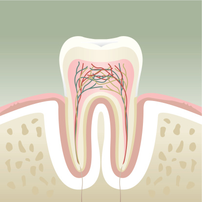 Human tooth section.