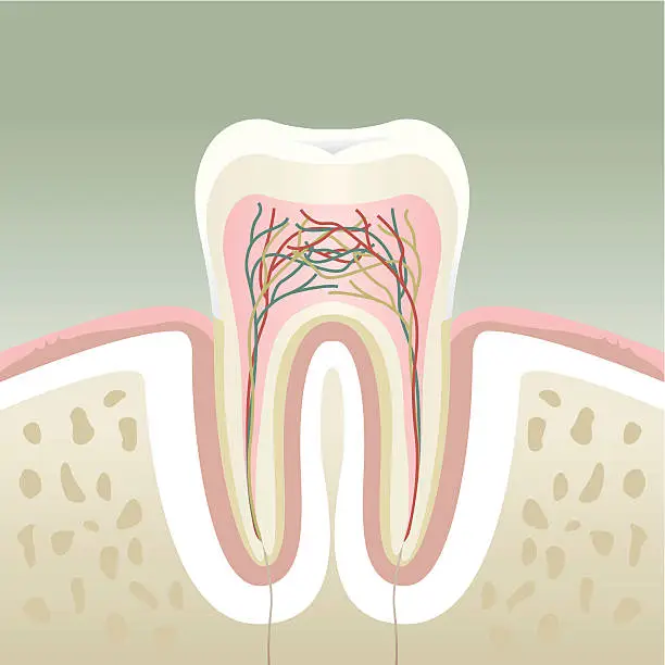 Vector illustration of A cross section of a molar tooth