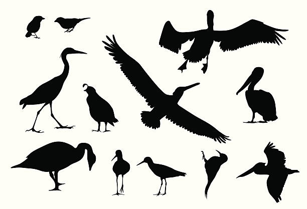 Various Birds Vector Silhouette A-Digit pelican silhouette stock illustrations