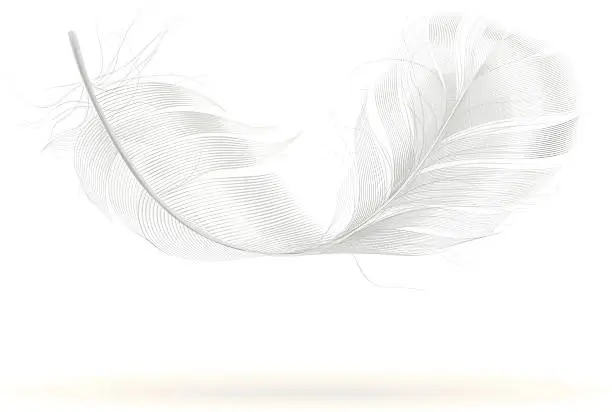 Vector illustration of Feather