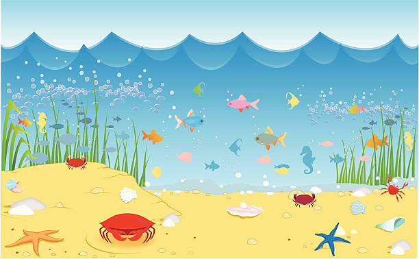 sea life vector illustration of sea life river crab stock illustrations